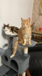 Lost Female Cat last seen Hartland road, Merseyside, England L11 7AL