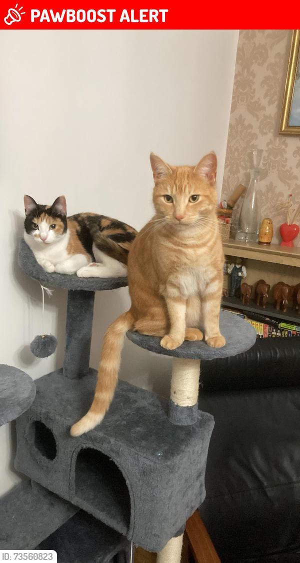 Lost Female Cat last seen Hartland road, Merseyside, England L11 7AL