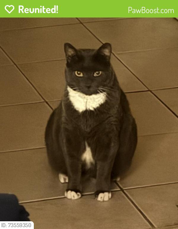 Reunited Female Cat last seen Salome Urena Elementary School, Newark, NJ 07107