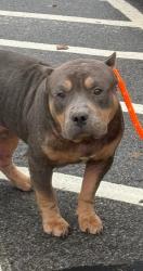 Shelter Stray Male Dog last seen Near Beach Ave, Greece, NY 14612, USA, 500 Maiden Ln, Rochester, NY 14616, USA