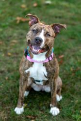 Shelter Stray Female Dog last seen Near Elmgrove Rd, Rochester, NY 14626, USA, 500 Maiden Ln, Rochester, NY 14616, USA