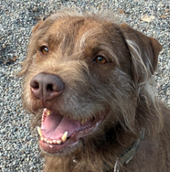 Shelter Stray Male Dog last seen Near Affinity Ln, Rochester, NY 14616, USA, 500 Maiden Ln, Rochester, NY 14616, USA