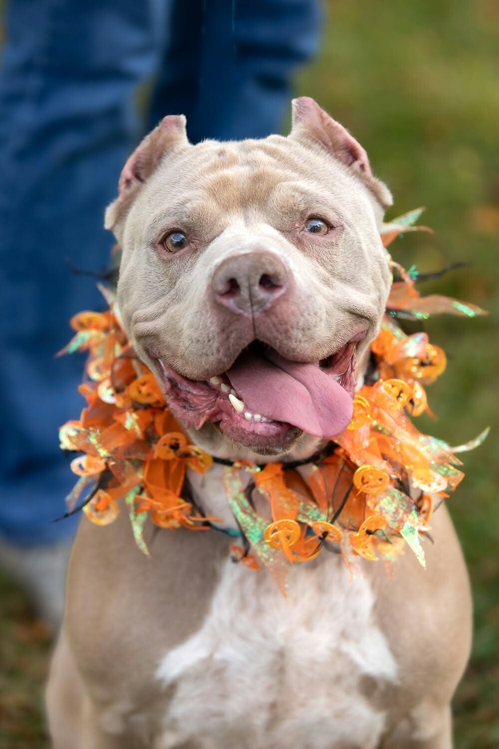 Shelter Stray Female Dog last seen Near Dewey Ave, Rochester, NY 14616, USA, 500 Maiden Ln, Rochester, NY 14616, USA