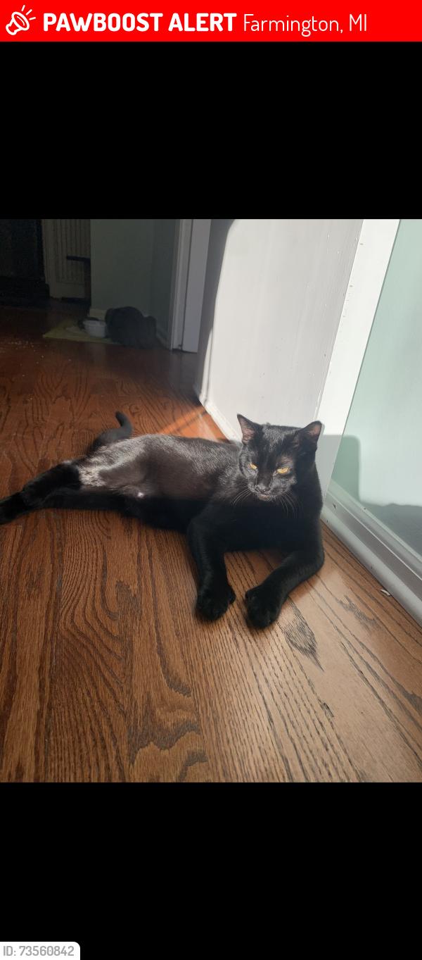 Lost Female Cat last seen Grand River Ave and Pickett Ave, Farmington, MI 48335
