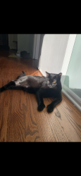 Lost Female Cat last seen Grand River Ave and Pickett Ave, Farmington, MI 48335