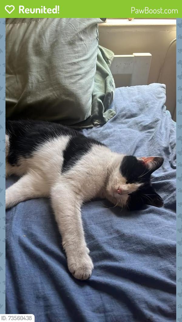 Reunited Female Cat last seen South street, South Ockendon, England 