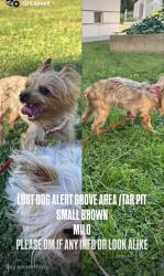 Lost Male Dog last seen Grove apmts Complex or IHOPTARPITS, Los Angeles, CA 90036