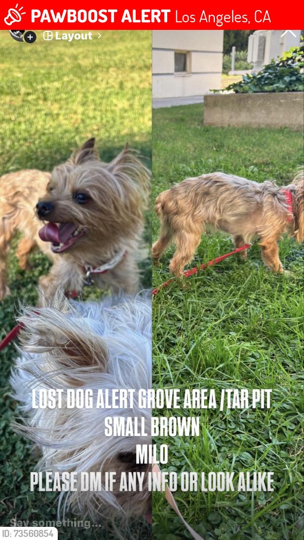 Lost Male Dog last seen Grove apmts Complex or IHOPTARPITS, Los Angeles, CA 90036