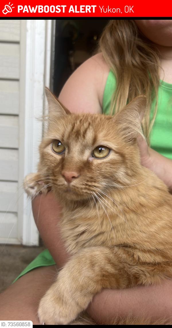 Lost Male Cat last seen Sw 15th and S Mustang, Yukon, OK 73099