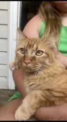 Lost Male Cat last seen Sw 15th and S Mustang, Yukon, OK 73099
