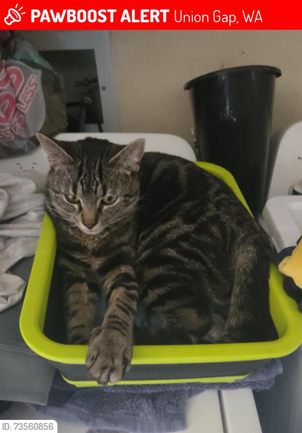 Lost Male Cat last seen E SPRUCE AND NACHES, Union Gap, WA 98901