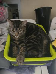 Lost Male Cat last seen E SPRUCE AND NACHES, Union Gap, WA 98901