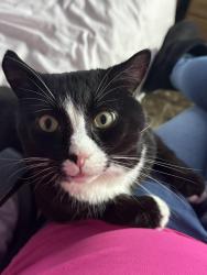 Lost Male Cat last seen Hurstway, West Midlands, England B23 5XR