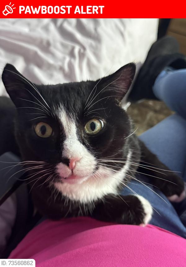 Lost Male Cat last seen Hurstway, West Midlands, England B23 5XR