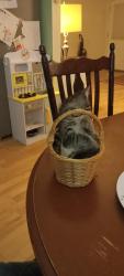 Lost Female Cat last seen Electric Ave, Bellingham, WA 98229