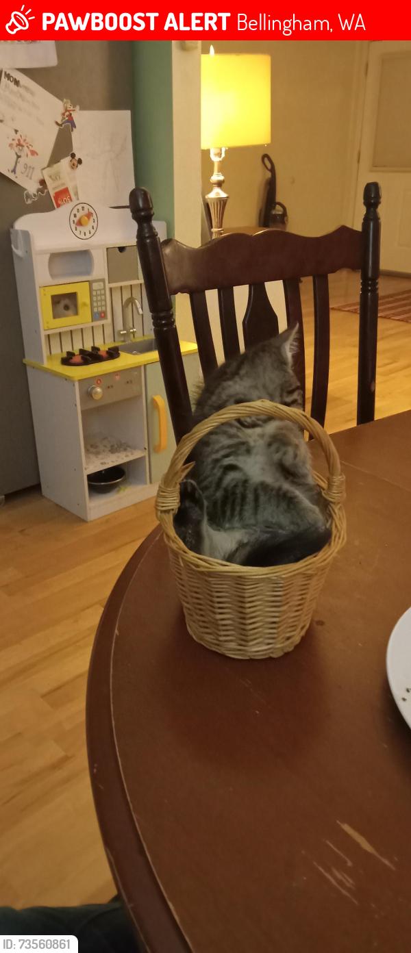 Lost Female Cat last seen Electric Ave, Bellingham, WA 98229