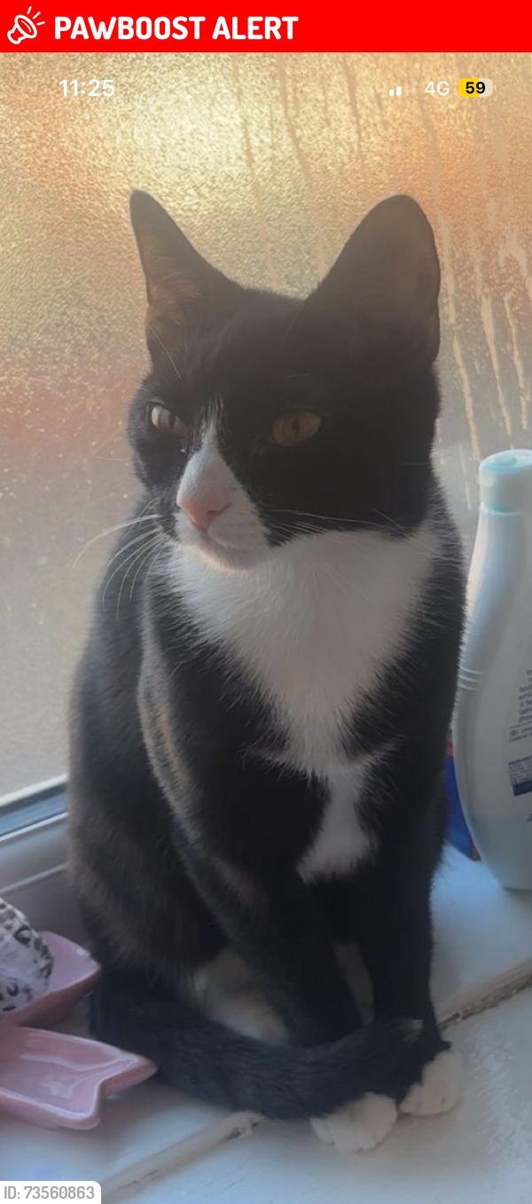 Lost Female Cat last seen St hildas mount, Cross Green, England 