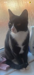 Lost Female Cat last seen St hildas mount, Cross Green, England 