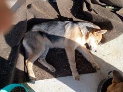 Lost Female Dog last seen Just south of 820 on Blue Mound road.\nBy jack in the box, Blue Mound, TX 76131