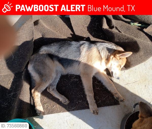 Lost Female Dog last seen Just south of 820 on Blue Mound road.\nBy jack in the box, Blue Mound, TX 76131