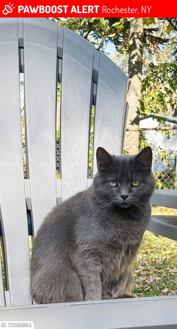 Lost Female Cat last seen Howard Rd, Lyell Ave, Rochester, NY 14606