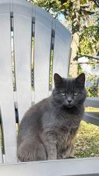 Lost Female Cat last seen Howard Rd, Lyell Ave, Rochester, NY 14606