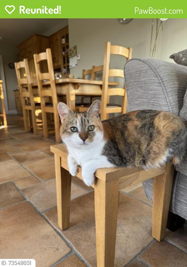 Reunited Female Cat last seen 1A Tirmurty rd just off Glen park road, Fermanagh and Omagh, Northern Ireland BT79 7TZ