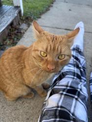 Found/Stray Male Cat last seen By the empty lot on west 2nd st, Oswego, NY 13126