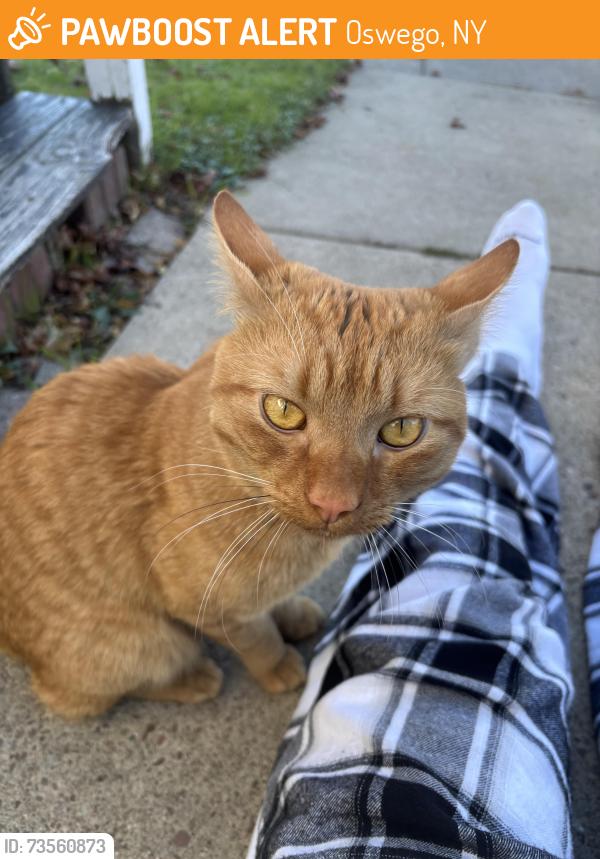 Found/Stray Male Cat last seen By the empty lot on west 2nd st, Oswego, NY 13126