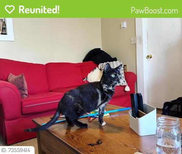 Reunited Female Cat last seen Near Bedford St, Bridgewater, MA 02324, USA, Bridgewater, MA 02324