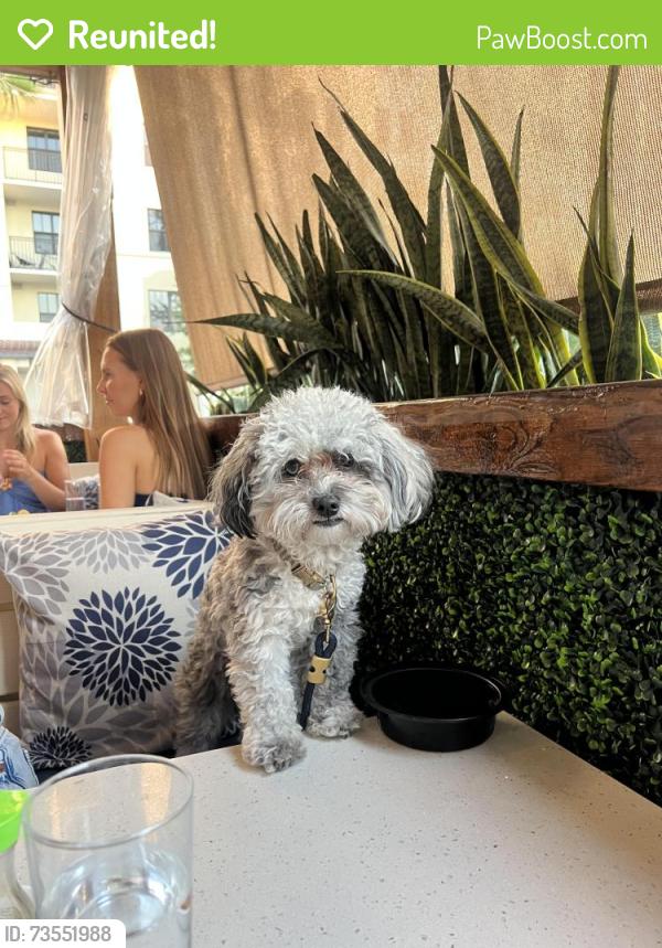 Reunited Male Dog last seen Near pilgrims pathway unit g Tampa 33611, Tampa, FL 33619