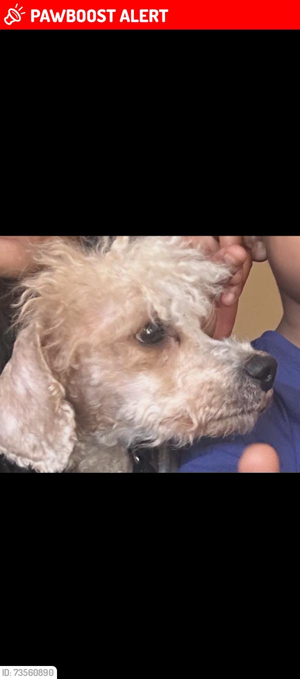 Lost Male Dog last seen Oxon hill rd area of ft Washington, Fort Washington, MD 20744