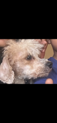 Lost Male Dog last seen Oxon hill rd area of ft Washington, Fort Washington, MD 20744