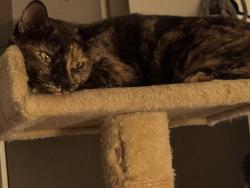 Lost Female Cat last seen 6th and Yale, Houston, TX 77007