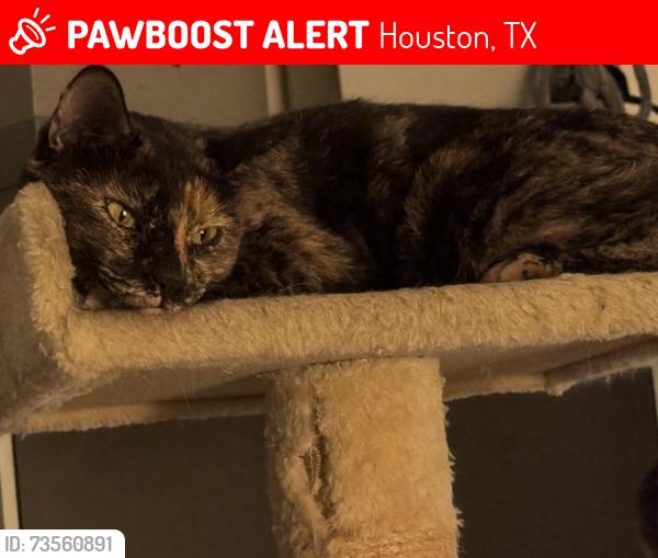 Lost Female Cat last seen 6th and Yale, Houston, TX 77007