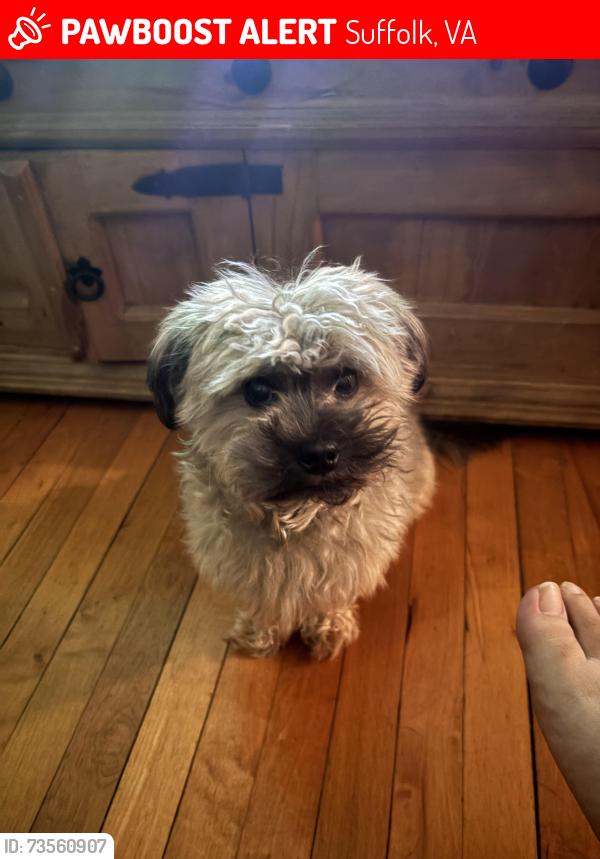 Lost Male Dog last seen N saratoga st, Bank of America, Mod Olive, Barons Pub, Suffolk, VA 23434