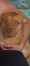 Reunited Male Dog last seen Moog rd, holiday fresh market, Holiday, FL 34690