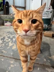 Found/Stray Male Cat last seen Ball Camp Pike, Knoxville, TN 37931