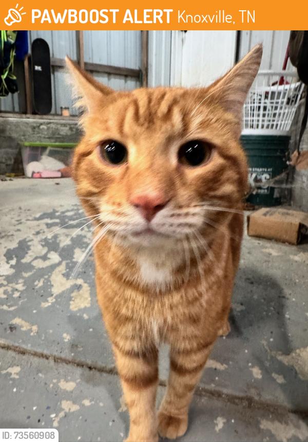 Found/Stray Male Cat last seen Ball Camp Pike, Knoxville, TN 37931
