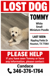 Lost Male Dog last seen Harvest bend, Harvest Bend, TX 77064