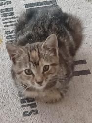 Found/Stray Unknown Cat last seen Weaver, Land O' Lakes, FL 33559