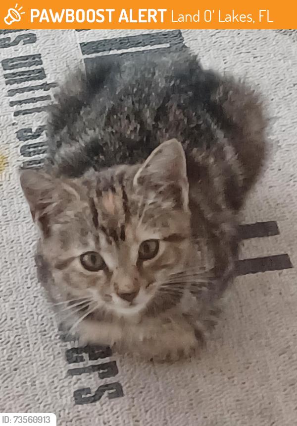 Found/Stray Unknown Cat last seen Weaver, Land O' Lakes, FL 33559