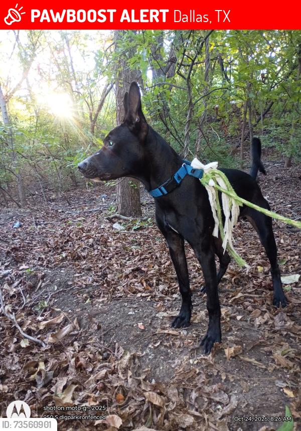 Lost Male Dog last seen beltline and preston. ebby holiday realitors and country club s acrosss the bridge, Dallas, TX 75254