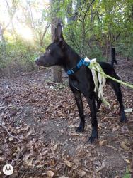 Lost Male Dog last seen beltline and preston. ebby holiday realitors and country club s acrosss the bridge, Dallas, TX 75254