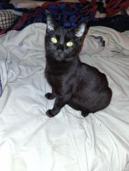Lost Male Cat last seen Near west 17th st bloomington in 47404, Bloomington, IN 47404