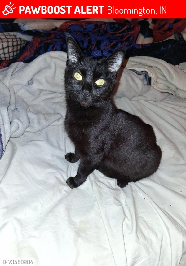 Lost Male Cat last seen Near west 17th st bloomington in 47404, Bloomington, IN 47404