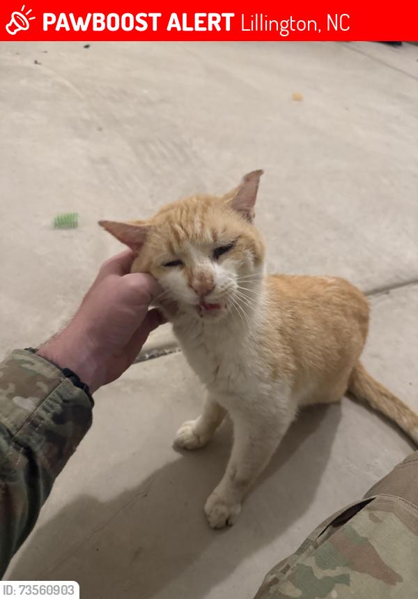 Lost Male Cat last seen Ross Road, Lillington, NC 27546