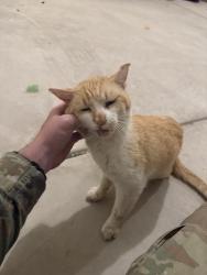 Lost Male Cat last seen Ross Road, Lillington, NC 27546