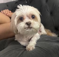Reunited Male Dog last seen Near NW 50th St, Doral, FL 33178