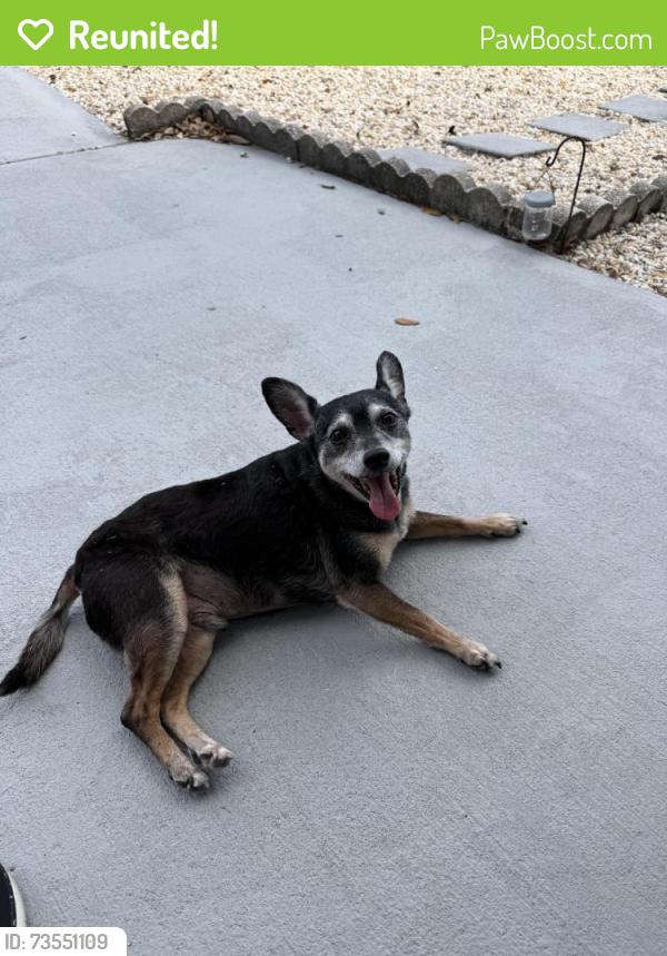 Reunited Male Dog last seen Buena Vista, Holiday, FL 34691